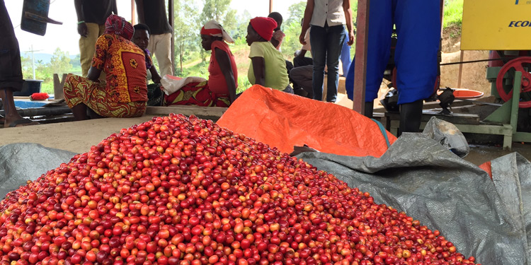 Rwanda Inzere Washing Station